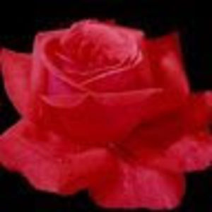 Meet your Posher, Rajni